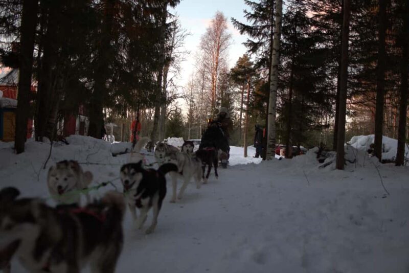 Luleå: Guided Dog Sledding Tour - Weather Conditions and Activity Cancellations