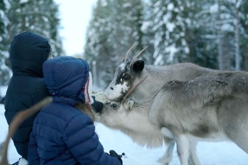 Luleå: Meet and Feed the Reindeer  Short Experience - Key Points