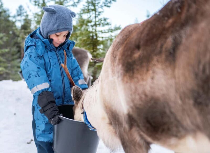 Luleå: Meet and Feed the Reindeer  Short Experience - Learning About Reindeer and Herd Life