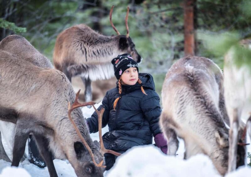 Luleå: Meet the Reindeer, Sámi Flavors & Stories by the Fire - Practical Details and Accessibility