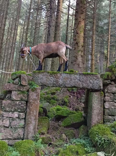 Luvigny: a unique discovery walk with goats - Unique Attraction: A Short, Family-Friendly Goat Walk in Grand Est