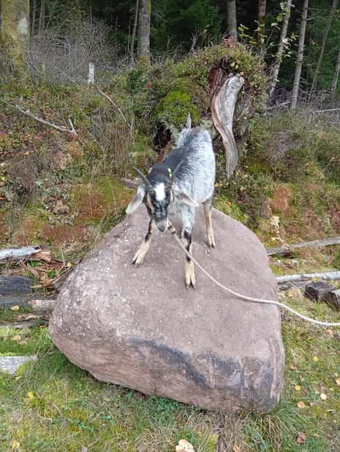 Luvigny: a unique discovery walk with goats - Meeting Point: Easy Access Near the Treehouse in Luvigny