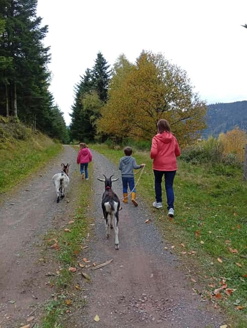 Luvigny: a unique discovery walk with goats - Engaging Activities for Children and Adults Alike