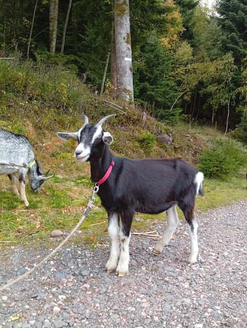 Luvigny: a unique discovery walk with goats - The Sum Up: A Memorable, Family-Friendly Goat Walk in Luvigny