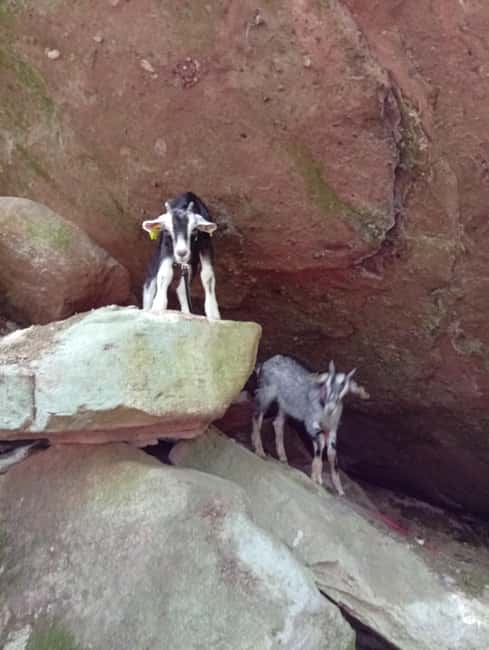 Luvigny: a unique getaway with donkeys and goats - What to bring and what to avoid for a smooth experience