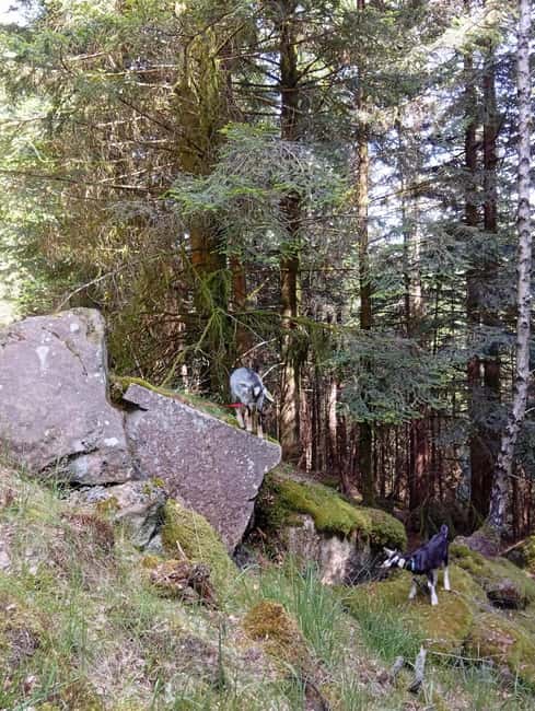 Luvigny: a unique getaway with donkeys and goats - Physical requirements and accessibility considerations