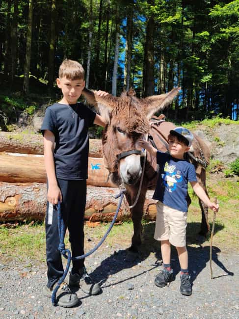 Luvigny: Donkey discovery walk - Experience the Donkey Discovery Walk in Luvigny for a Unique Nature Connection
