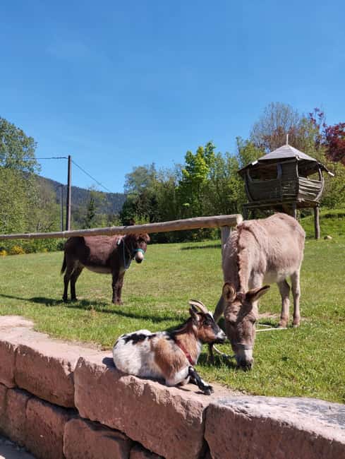Luvigny: Donkey discovery walk - The Guide’s Role and Multilingual Communication
