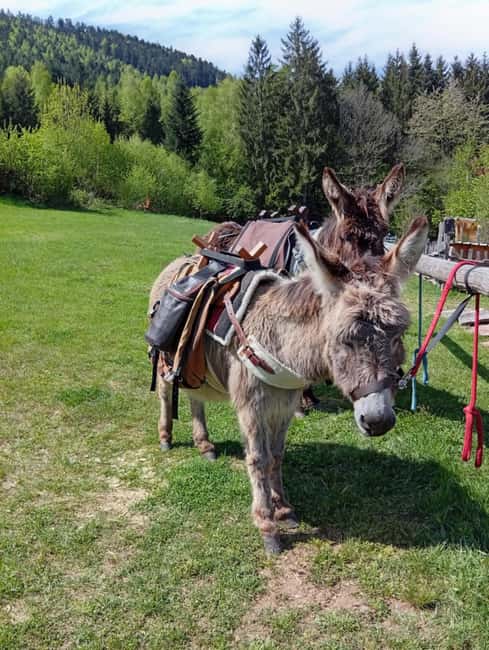 Luvigny: Donkey discovery walk - Meeting Point and Group Size