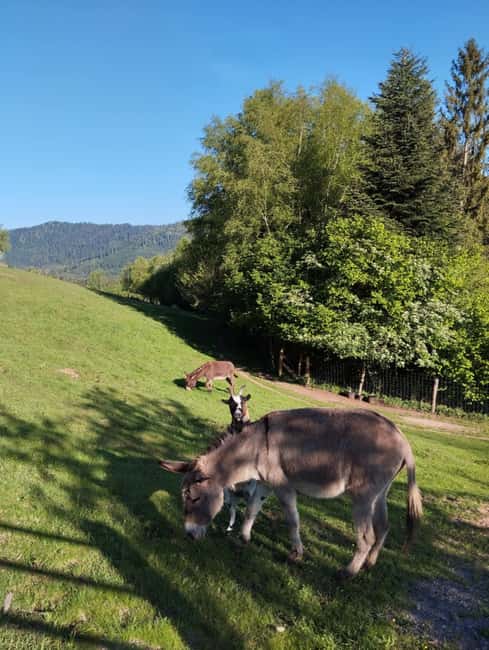 Luvigny: Donkey discovery walk - What Sets This Tour Apart from Similar Experiences