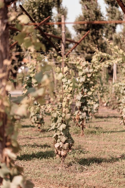 Luxurious Wine Experience: Savor Venetian Best Vineyards - Practicalities: Duration, Group Size, and Accessibility