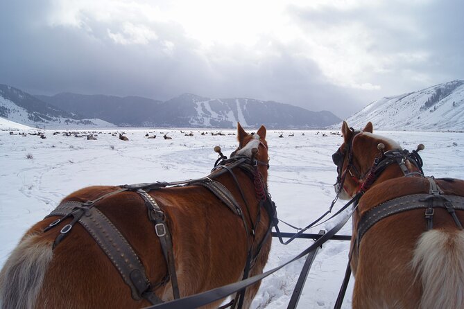 Luxury 1/2 Day Winter Grand Teton Tour & Sleigh Ride - Key Points