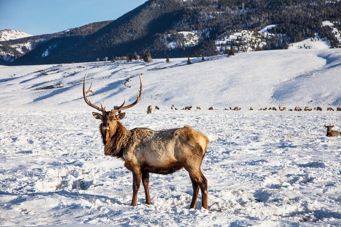 Luxury 1/2 Day Winter Grand Teton Tour & Sleigh Ride - The Spectacular Views of Grand Teton National Park