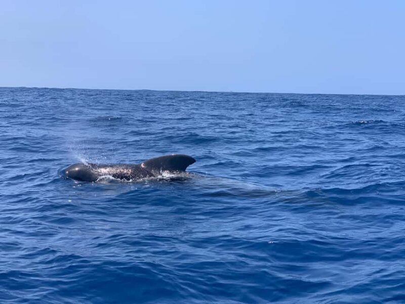 Luxury EcoMarine Safari  Whale & Dolphin Watching Adventure - Discover the Luxury EcoMarine Safari Whale & Dolphin Watching Adventure in Tenerife