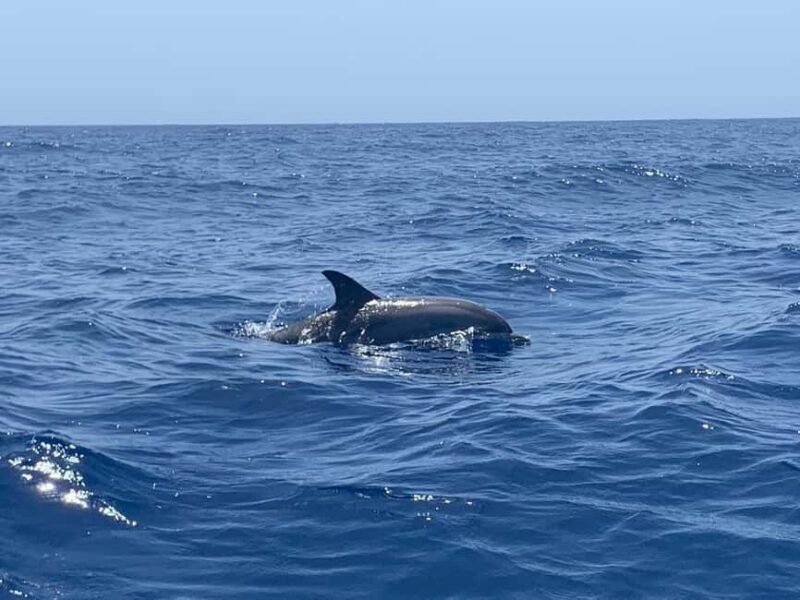 Luxury EcoMarine Safari  Whale & Dolphin Watching Adventure - Key Points