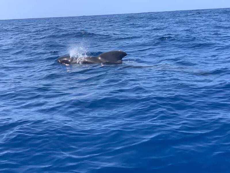 Luxury EcoMarine Safari  Whale & Dolphin Watching Adventure - The Eco-Friendly Zodiac and Comfortable Seating