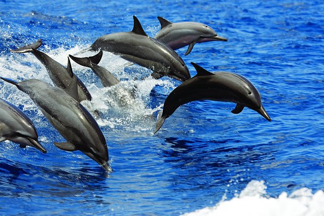 Luxury Hawaiian Sea Turtle, Dolphin Sail and Kona Snorkel - Snorkeling at Pawai Bay and Makalawena