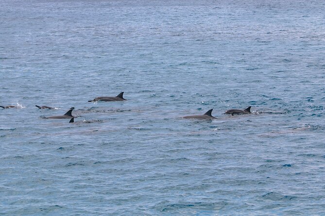 Luxury Hawaiian Sea Turtle, Dolphin Sail and Kona Snorkel - Wildlife Encounters: Dolphins, Turtles, and Whales