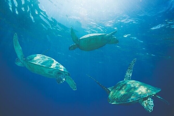 Luxury Hawaiian Sea Turtle, Dolphin Sail and Kona Snorkel - Expert Crew and Excellent Service