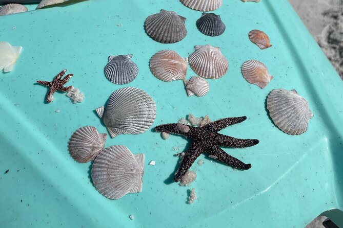 Luxury Kayak Tour To An Island Off Clearwater Beach! - (Tandem) - Booking and Cancellation Flexibility