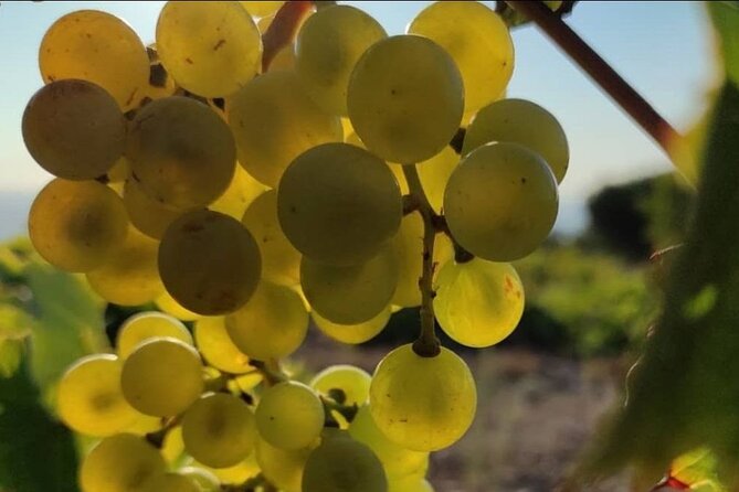 LUXURY PRIVATE Wine Tasting in CRETE (also for CRUISE SHIPS) - Value and Booking Tips