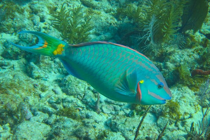 Luxury Sandbar and Snorkeling trip in Key West - Discover the Exclusive Sandbar and Snorkeling Adventure in Key West