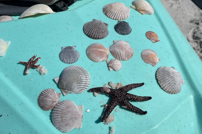 Luxury Single Kayak Tour To An Island Off Clearwater Beach! - Final Thoughts on the Clearwater Kayak Experience