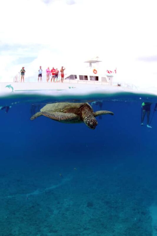 Luxury Sunset Cruise, Snorkeling, Whale & Dolphin Watching - Adapting to the Sunset with Panoramic Ocean Views