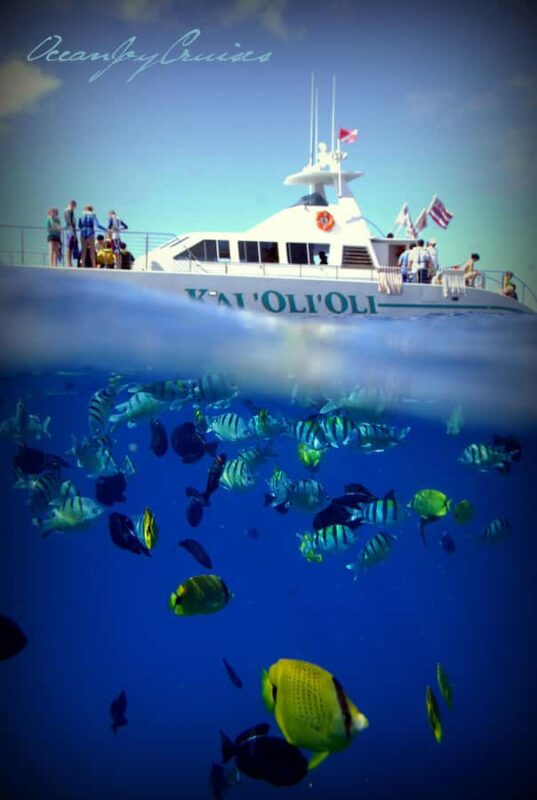 Luxury Sunset Cruise, Snorkeling, Whale & Dolphin Watching - Practical Tips for a Smooth Experience