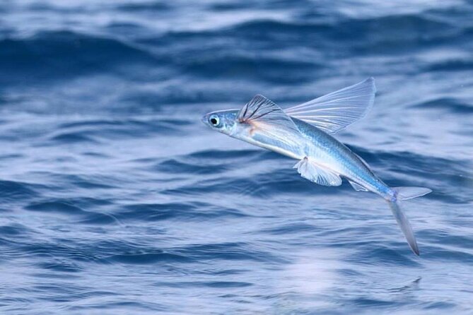 Luxury Whale Watching: Fewer People, Extra Speed, Expert Staff - The Cost and Value Proposition