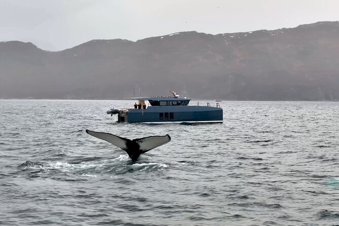 Luxury Whale Watching From Tromso - Small group and local guide - Expert Local Guides and Personalized Service