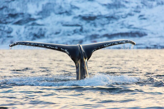 Luxury Whale Watching From Tromso - Small group and local guide - Weather Considerations and Tour Flexibility