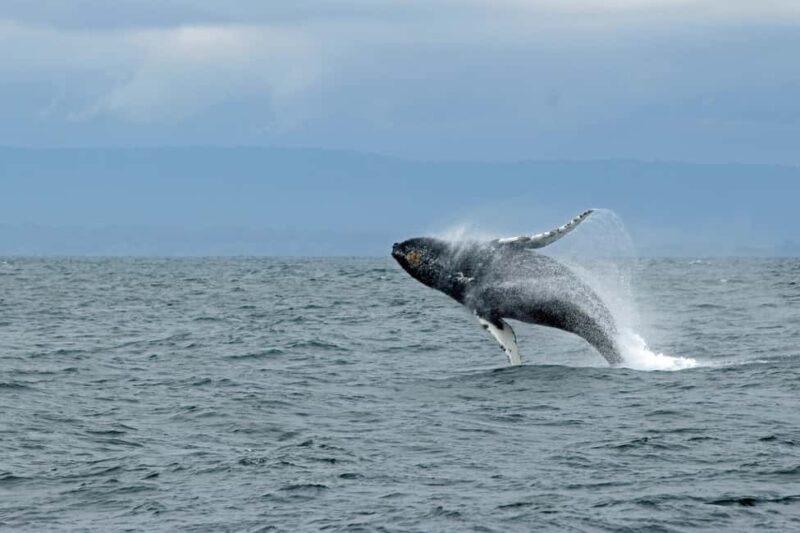 Lyngen: Whale Watching VIP Boat Tour with Lunch - Savoring a Warm, Local Lunch on the Boat