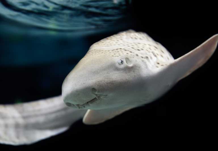 Lyon: Aquarium Entrance Ticket - Discover Marine Wonders at the Lyon Aquarium