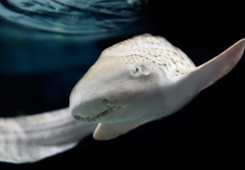 Lyon: Aquarium Entrance Ticket - Key Points