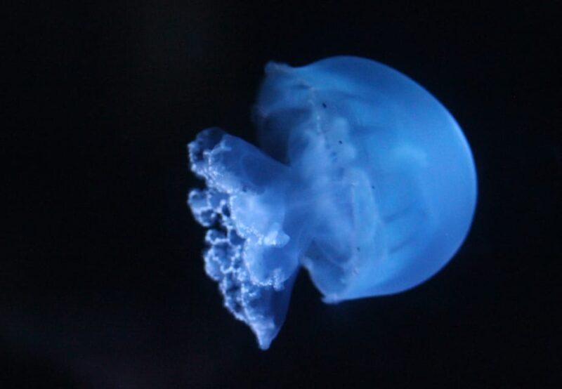 Lyon: Aquarium Entrance Ticket - Reefs and Marine Ecosystems