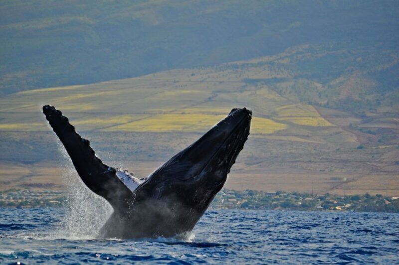 Ma'alaea Harbor: Whale Watching Tour Aboard Power Catamaran - The Best Time to Book for Whale Sightings