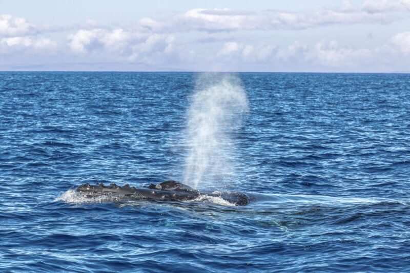 Ma'alaea Harbor: Whale Watching Tour Aboard Power Catamaran - Family-Friendly and Budget-Conscious Experience