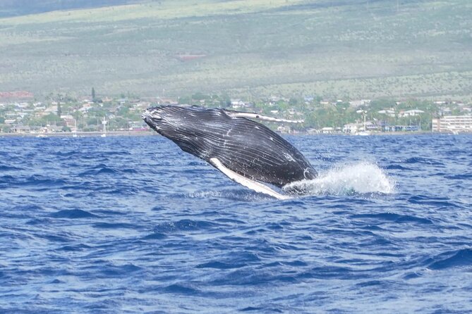 Maalaea Whale Watching Activity Visit - An Authentic Maui Whale Watching Adventure on the Catamaran "Winona"