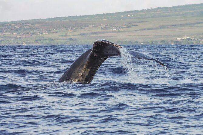 Maalaea Whale Watching Activity Visit - Onboard Experience and Whale Encounters