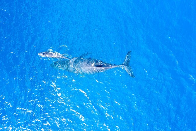 Maalaea Whale Watching Activity Visit - Included Amenities: Snacks, Drinks, and Island Vibes