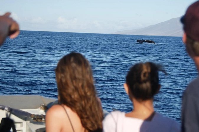 Maalaea Whale Watching Activity Visit - What Is Not Included