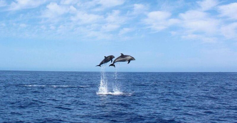 Madeira: 2.5-Hour Whale and Dolphin-Watching Cruise - Key Points