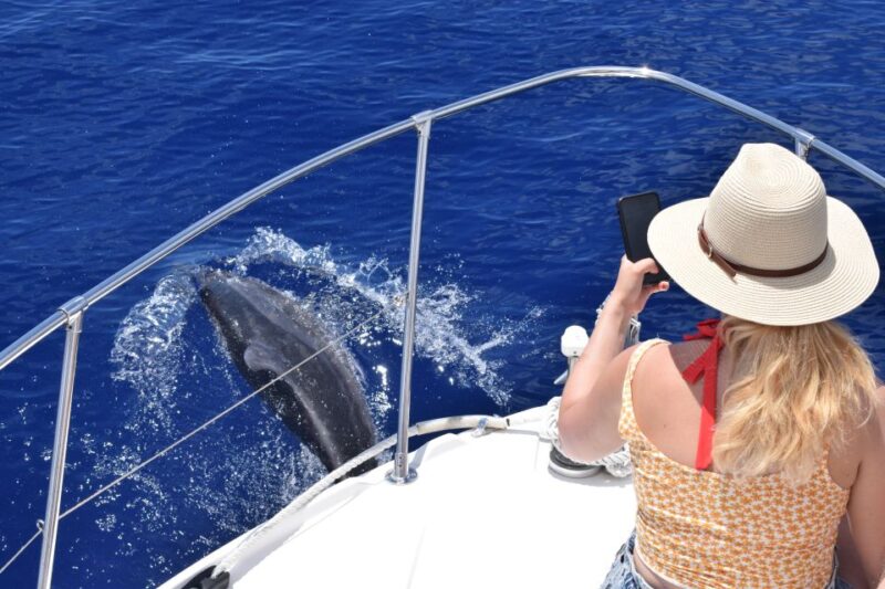 Madeira: 2.5-Hour Whale and Dolphin-Watching Cruise - Opportunities for Swimming and Snorkeling