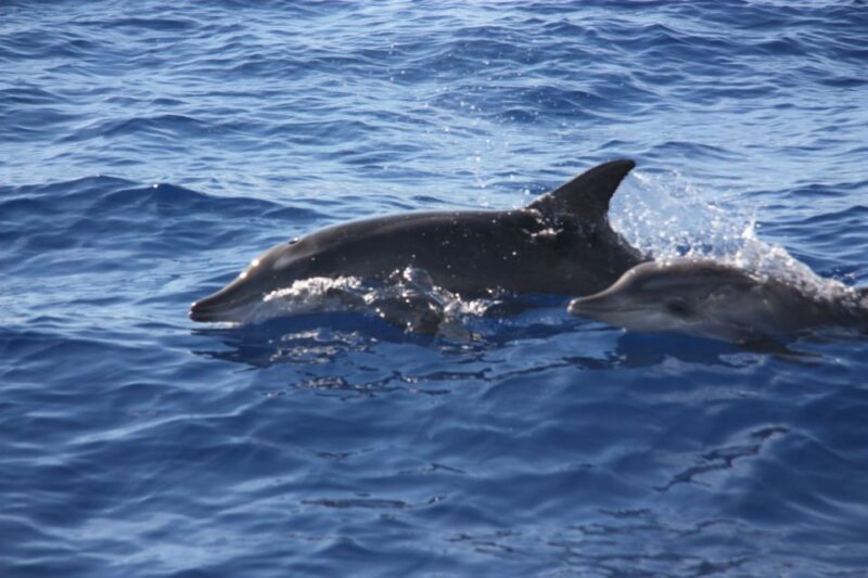 Madeira: 2.5-Hour Whale and Dolphin-Watching Cruise - Meeting Points and Tour Logistics