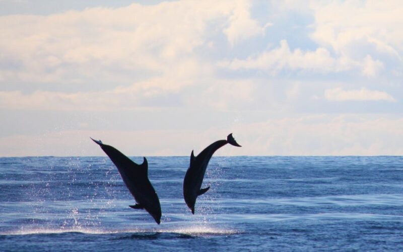 Madeira: 2.5-Hour Whale and Dolphin-Watching Cruise - Guides and Crew: Knowledgeable and Friendly