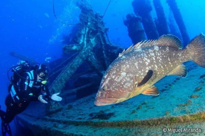 Madeira: 4-hour Scuba Dive from Porto Santo Island - Madeira’s Unique Underwater Environment from Porto Santo