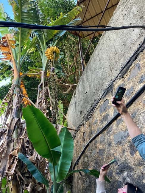 Madeira: Banana Plantation Guided Tour with Tasting - Tasting Fresh Tropical Fruits on the Plantation