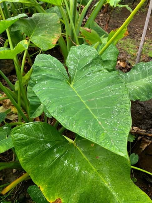 Madeira: Banana Plantation Guided Tour with Tasting - Practicalities of the Tour: Meeting Points and Group Size