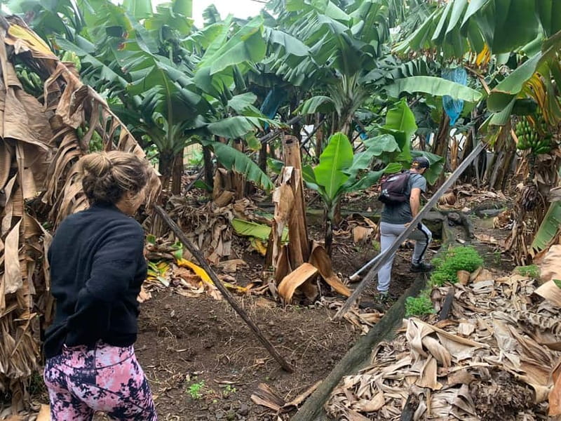 Madeira: Banana Plantation Guided Tour with Tasting - Logistics and Physical Requirements